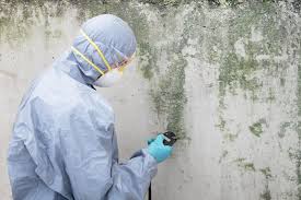 Professional Mold Prevention & Removal  in Inglewood, CA